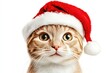 © twilight mist - Close-up Portrait of a Ginger Cat Wearing a Red Santa Hat