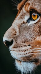 Wall Mural - The lion's profile reveals its majestic mane and fierce, captivating eyes, embodying the essence of African wildlife during a serene evening