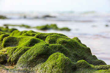 rocks covered with green moss on a sea beach. background for travel on a nature