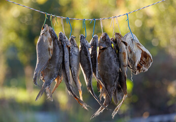 A bunch of fish hanging on a line to dry