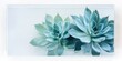 © Nijat - A transparent glass panel features a succulent plant set against a bright white backdrop, highlighting the natural beauty of the succulent.