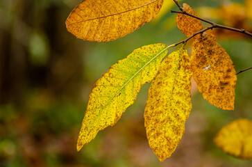 sweet chestnut tree leaves in autumn, seasonal background for autumn concept