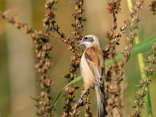 Poster - Eurasian penduline tit looking for food in the reed