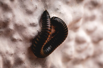 centipede curled up on a wall