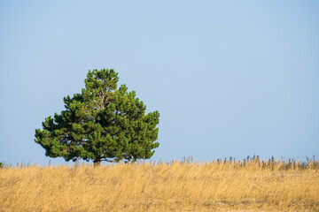 A green tree in a yellow field