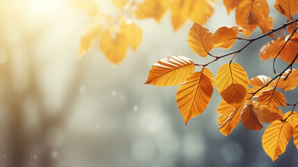 Wall Mural - autumn abstract background, elm branch with yellow leaves on a background with a copy space, october