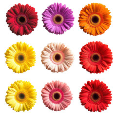 Wall Mural - Colorful gerbera daisy collection