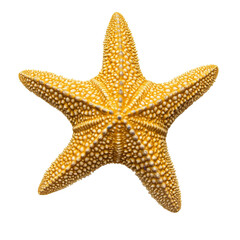 Bright yellow starfish on a white background