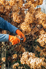 Wall Mural - A gardener wearing gloves trims wilted hydrangea flowers before winter