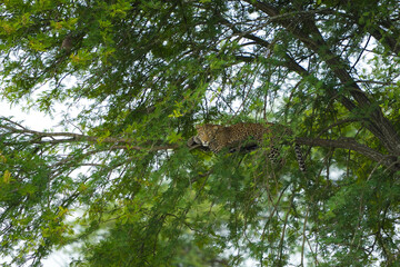 african leopard laying in a tree watching into the camera - serengeti tanzania leopard wildlife phot