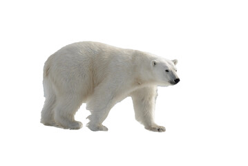 Wall Mural - standing, environment, safe, no people, svalbard, polar bear, white background, weather, warm, collage, dangerous, ursus maritimus, wild animal, isolated on white, warming, white-background, power, hu