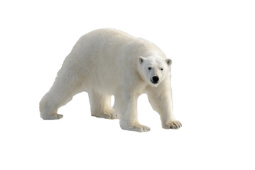 Wall Mural - standing, environment, safe, no people, svalbard, polar bear, white background, weather, warm, colla