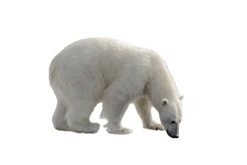 Wall Mural - standing, environment, safe, no people, svalbard, polar bear, white background, weather, warm, collage, dangerous, ursus maritimus, wild animal, isolated on white, warming, white-background, power, hu