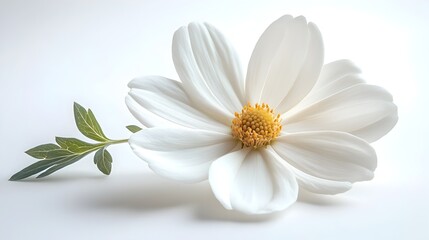 Poster - Elegant white flower in full bloom with delicate petals against a soft,minimalist background. This serene and tranquil floral image evokes a sense of purity,freshness,and natural beauty.