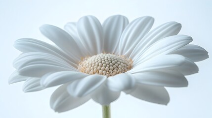Poster - Macro close-up of a single pristine white daisy flower with soft,elegant petals against a simple,minimalist natural background. The image exudes a sense of purity,tranquility,and peaceful serenity.