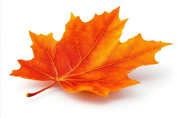 Wall Mural - A single orange leaf on a white background