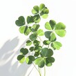 © bajita111122 - A realistic clover plant with soft sunlight, photorealistic texture, gentle shadows on green leaves, isolated on white background