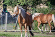 Haflinger Pferde auf einer Koppel