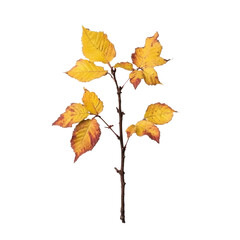 Wall Mural - yellow autumn leaves on a branch