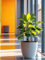 Wall Mural - Plant in White Pot on Tiled Floor