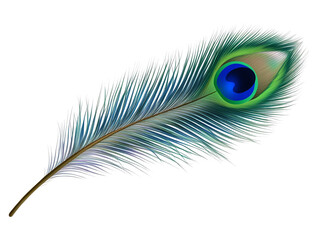 a peacock feather with a blue and green feather