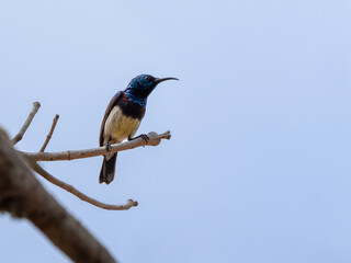 Malegassennektarvogel