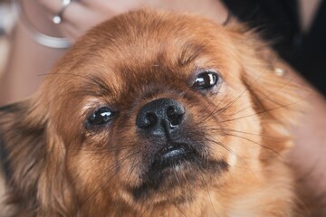 Wall Mural - Adorable Brown Dog Close-Up