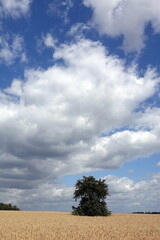 Canvas Print - Baum auf einem Feld