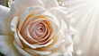 © Dwi - A close up detail of a dewy various rose showcasing its intricate petals and natural beauty