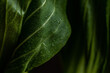 © Stacy Howell - Moody bok choy closeup with water droplets