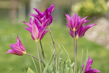 Wall Mural - tulipes à fleurs de lys mauves