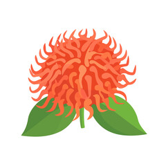 2D flat vector illustration rambutan fruit icon isolated on a white background.

