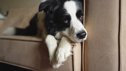 Poster - Cute puppy dog border collie lying down playing with funny face on couch at home indoors. Pet dog resting ready to sleep on cozy sofa. Funny emotional dog Love for pets friendship companion pet care