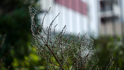 Spider web close-up, insect trap, sticky, detail, arachnophobia