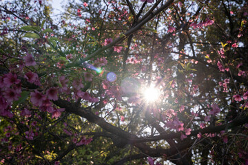 Wall Mural - floral. closeup view of prunus serrulata, also known as japanese flowering cherry or sakura, branche