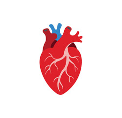 illustration of real human heart vector on white background.