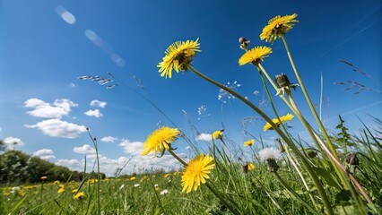 Wall Mural - vibrant dandelion blooms swaying gently in the breeze against a brilliant blue sky, scenery, open sp