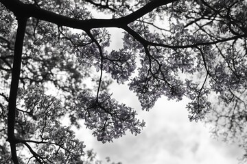 Canvas Print - Tree with Flowers