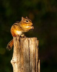 Poster - Chipmunk sitting on a tree stump