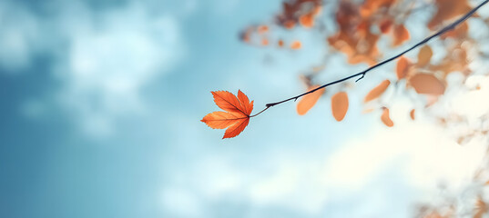 Wall Mural - Autumn background leaf sky outdoors.