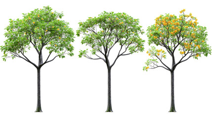 Poster - Basswood Trees With Green Leaves and Yellow Flowers Generative AI