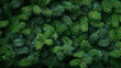 © John - Green fir branches with Christmas decor, perfect for a winter holiday wallpaper