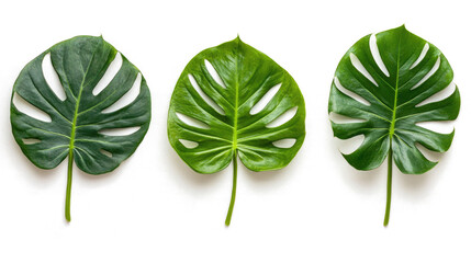 Poster - Monstera Leaves From Above on Transparent Background Generative AI