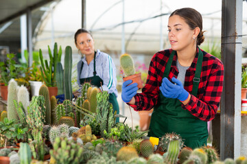 Wall Mural - Positive experienced florists growing cactus in pots, working in greenhouses, arranging potted plants