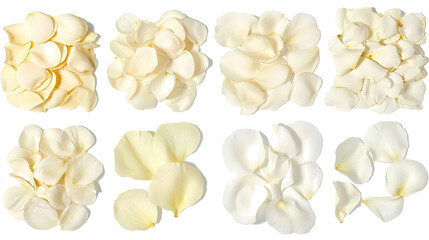 Poster - Delicate Collection of Soft White Flower Petals Arranged Beautifully Generative AI