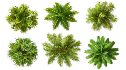 Poster - Coconut Trees With Lush Foliage on Transparent Background Generative AI
