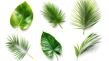 Wall Mural - Tropical Green Palm Leaves Collection on a Transparent Background Generative AI