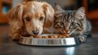© KADER - Close-up of a dog and cat eating together from the same food bowl indoors