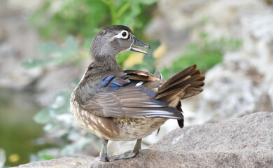 Female caroline duck ( wood duck ) standing on a rock