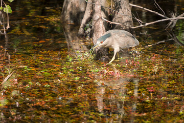 Black-crowned night heron with prey in its beak. Big Cypress National Preserve
